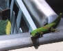 kitchen gecko