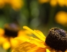 black eyed susan