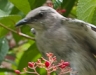Mockingbird