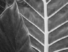 The Big Leaf
