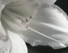 A Daylily