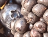 blue and black berries