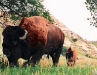 Buffalo