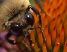 Bee and Cone Flower