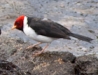 Red Crested Cardinal