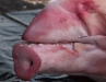 Hawaii's answer to swine flu