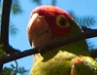 Library Parrots