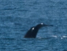 Whale Tail