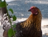 Parking Lot Chickens