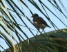 3 birds