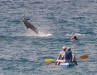 dolphin