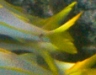 Yellowfin Goatfish