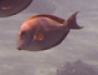 Lavender Tangs
