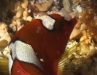 Juvenile Yellowtail Coris