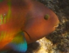 Xmas Wrasse