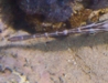 Brown Trumpet Fish