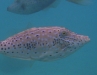 Scrawled Filefish