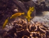 Sailfin Tang