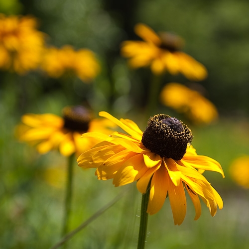 black eyed susan