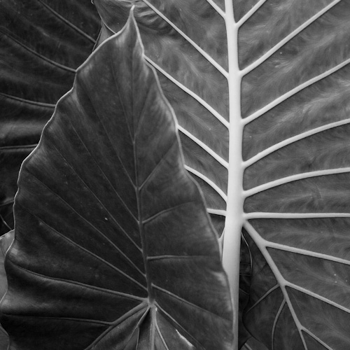 The Big Leaf