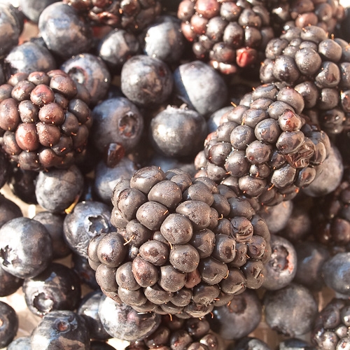 blue and black berries