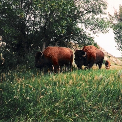 Buffalo