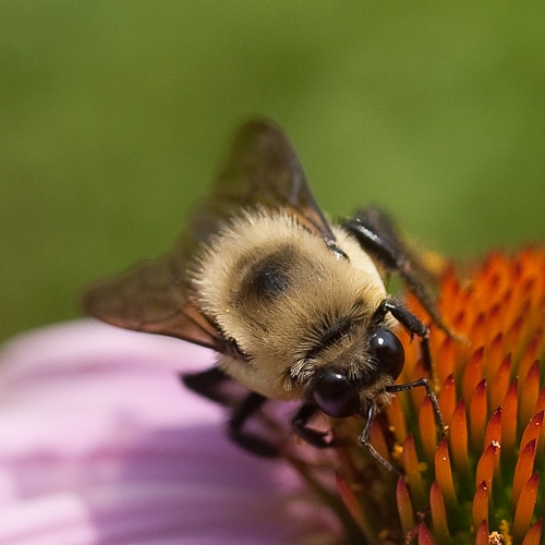 Bee and Cone Flower