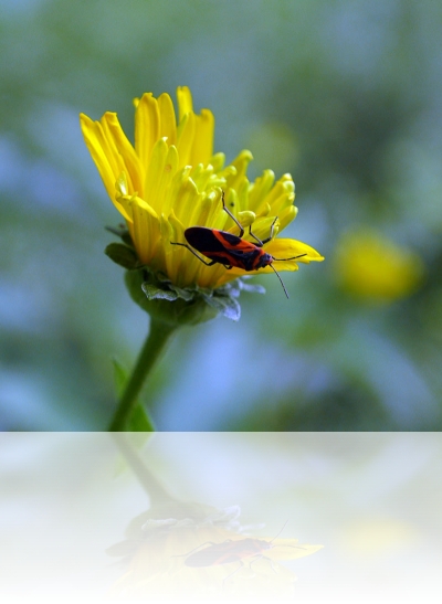 Daisy and Harlequin Bug