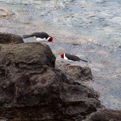 Red Crested Cardinal