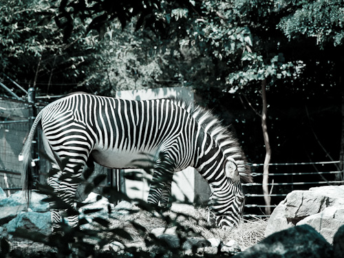 Zebra