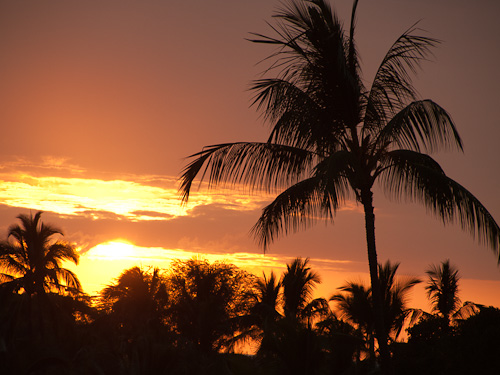 The Last Sunset for this Palm Tree.