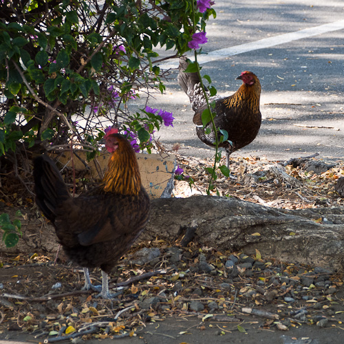 Parking Lot Chickens