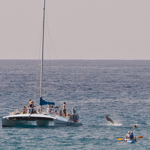 Dolphin dolphin