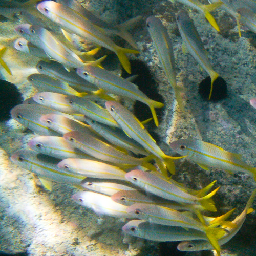 Yellowfin Goatfish