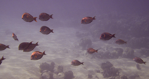 Lavender Tangs