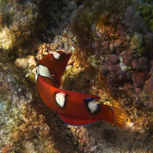 Juvenile Yellowtail Coris