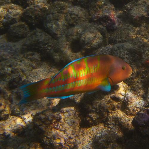 Xmas Wrasse