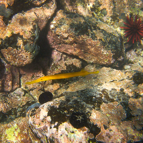 Yellow Phase Trumpet Fish