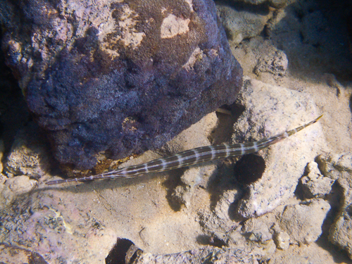 Brown Trumpet Fish