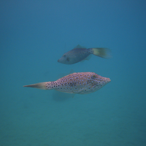 Scrawled Filefish