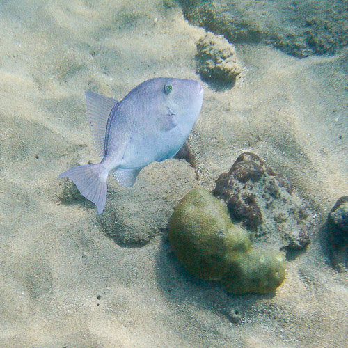 Unknown blue triggerfish