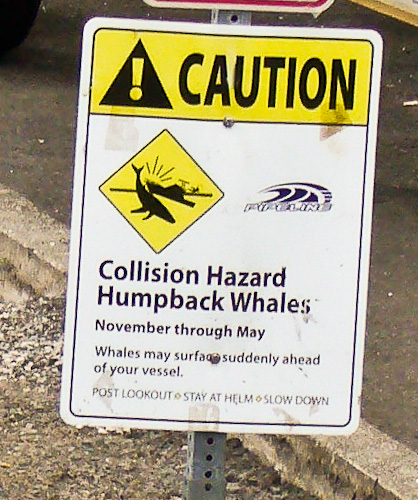 whale watch sign