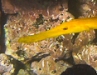 Yellow Phase Trumpet Fish