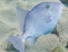 Unknown blue triggerfish
