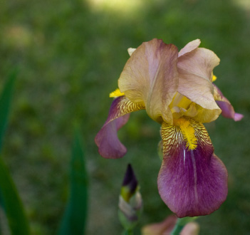 Iris from Sunday's Forced March