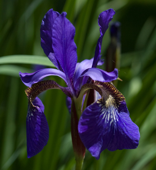 iris_p1030907