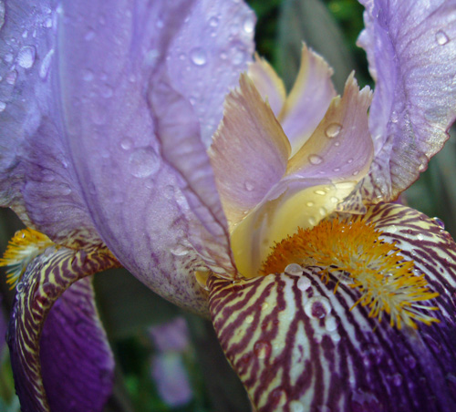 Today's Iris - Across From Hospital