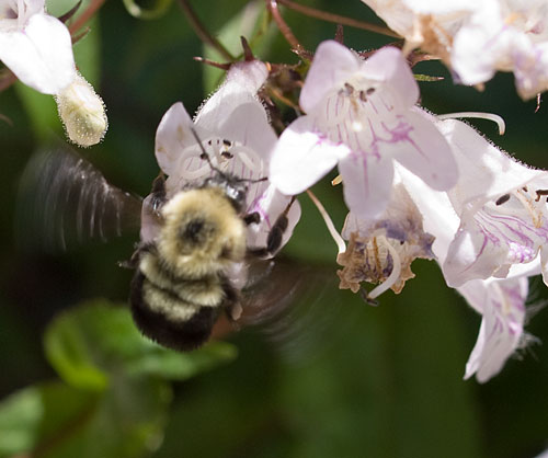 Set the bar low for the start of bee quest