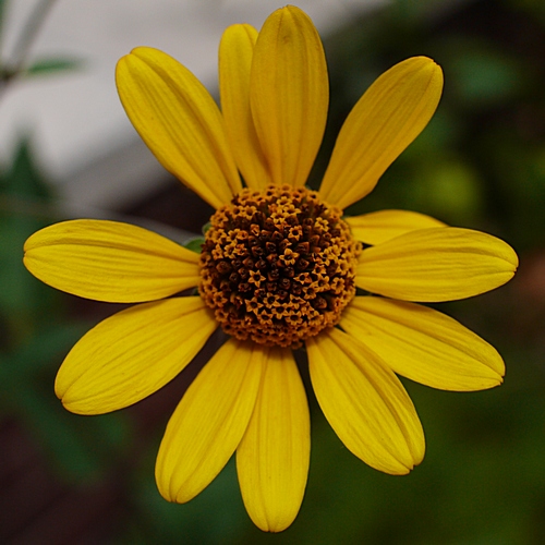 Daisy at Nature Conservancy - L1 w/pancake lens