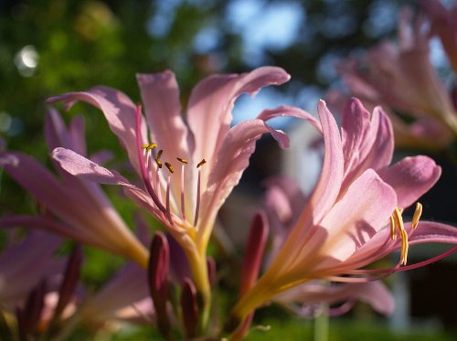 pink flower - L1 w/new pancake lens